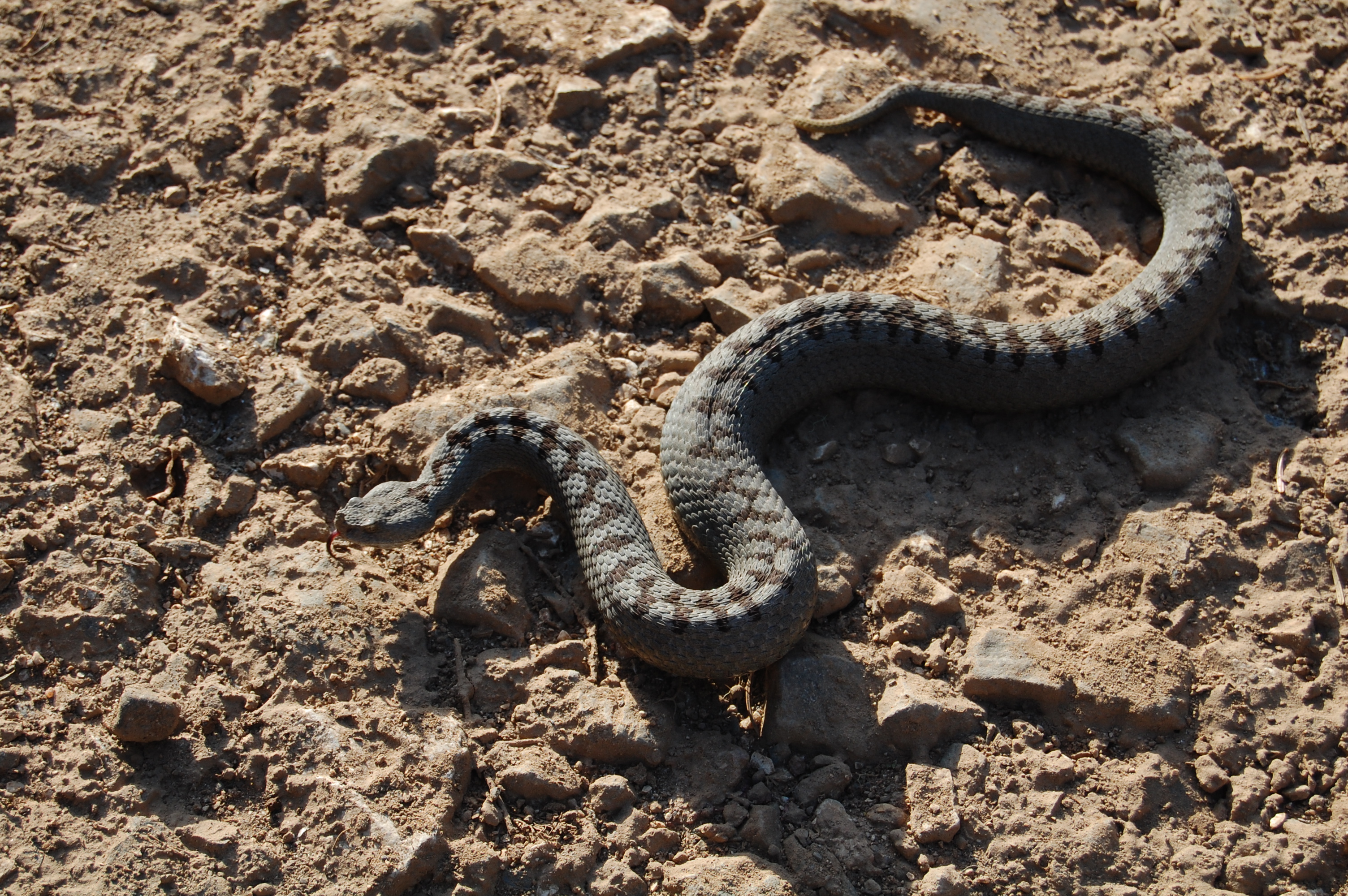 Kafkas Burunlu Engereği - Vipera transcaucasiana